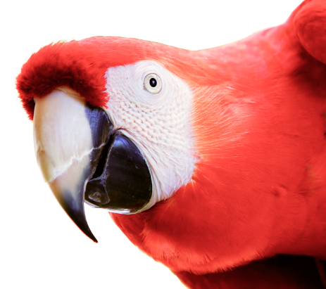 parrot Veterinarios de aves exóticas y pájaros