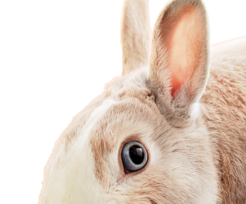 rabit