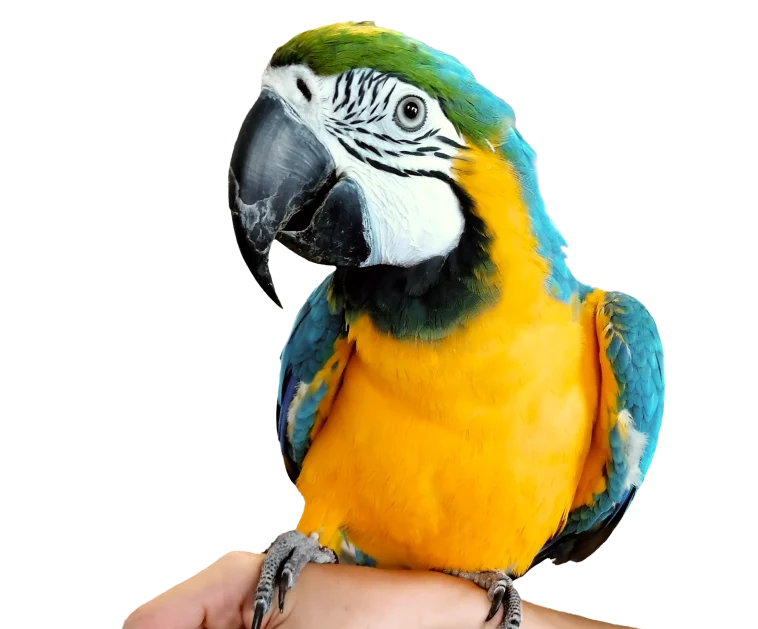 Clínica de exóticos y pequeños animales Clínica de exóticos y pequeños animales